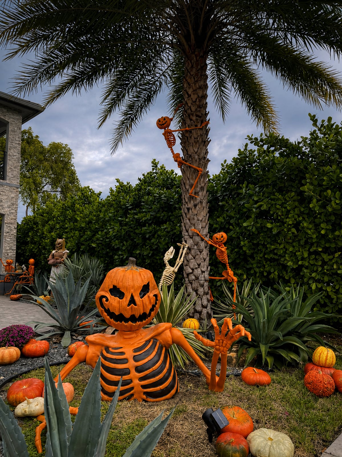 Carved pumpkins and skeleton figures among planting by the driveway