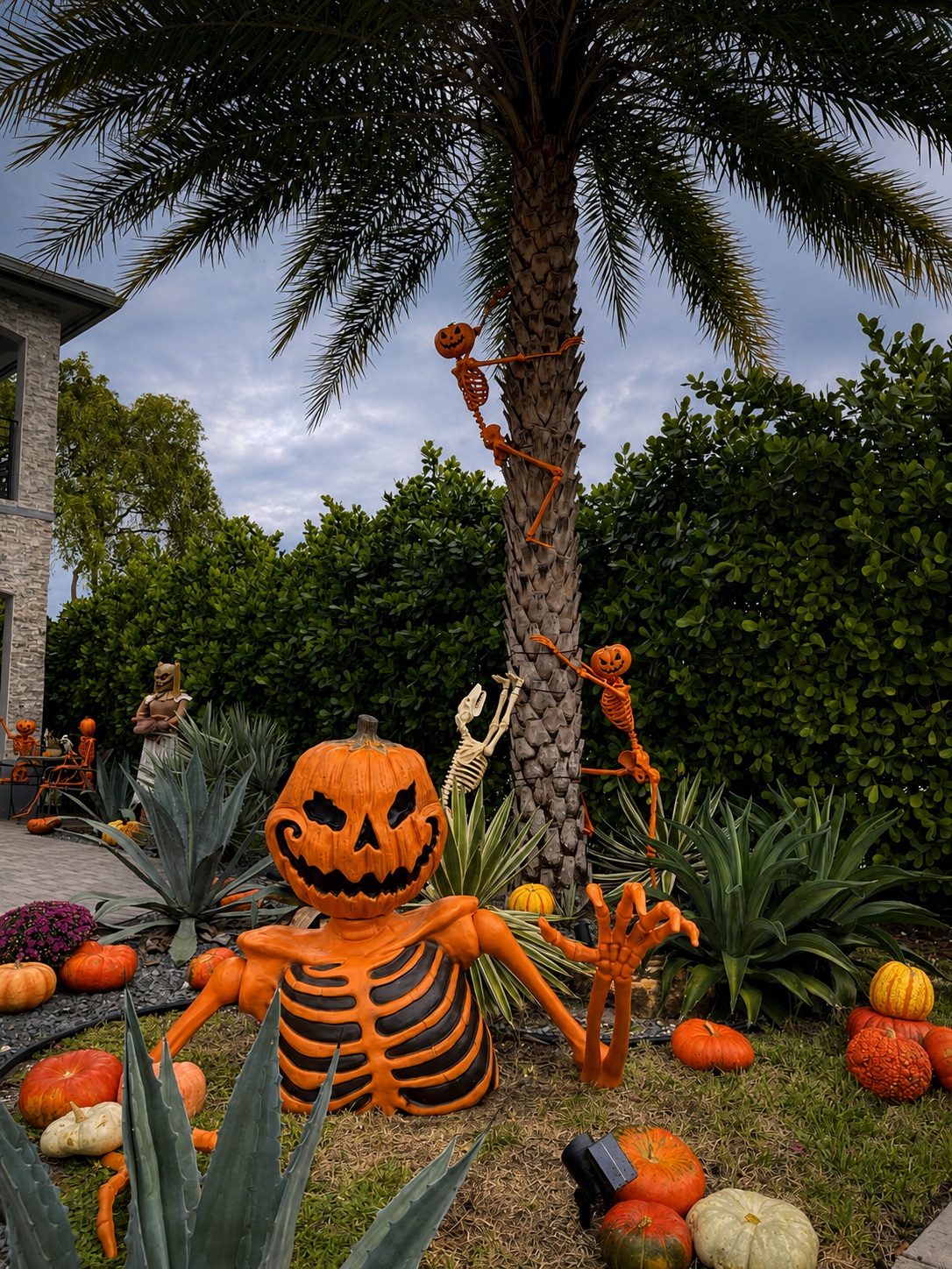 A skeleton and a carved pumpkin in a planted bed beside a palm